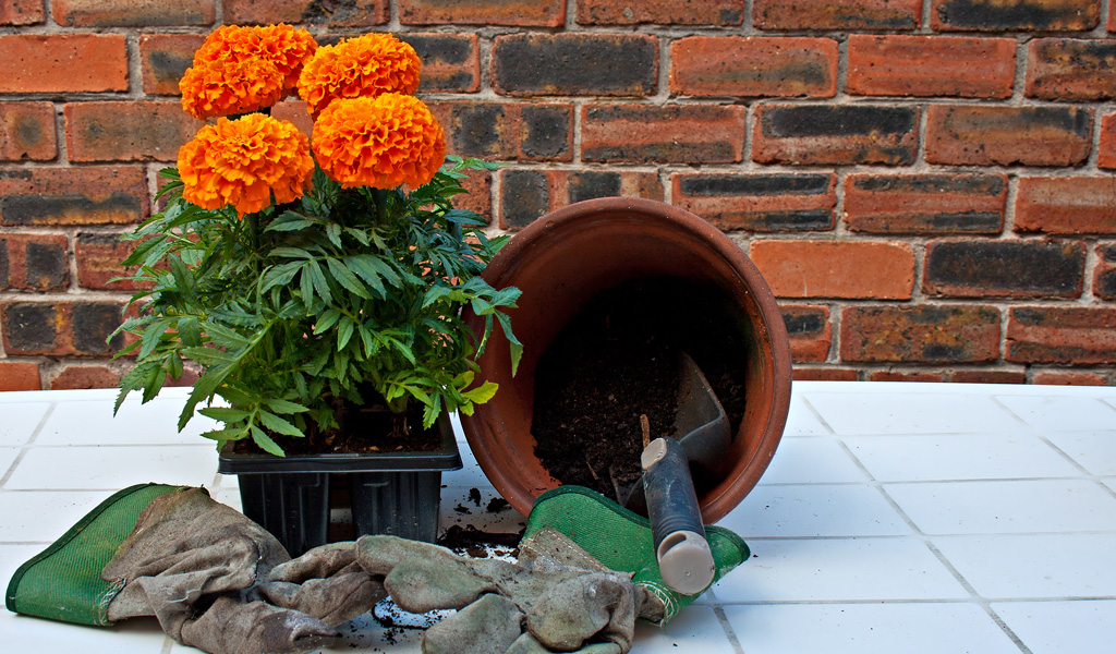 Marigolds- Julie's Tips Marigolds- Julie's Tips